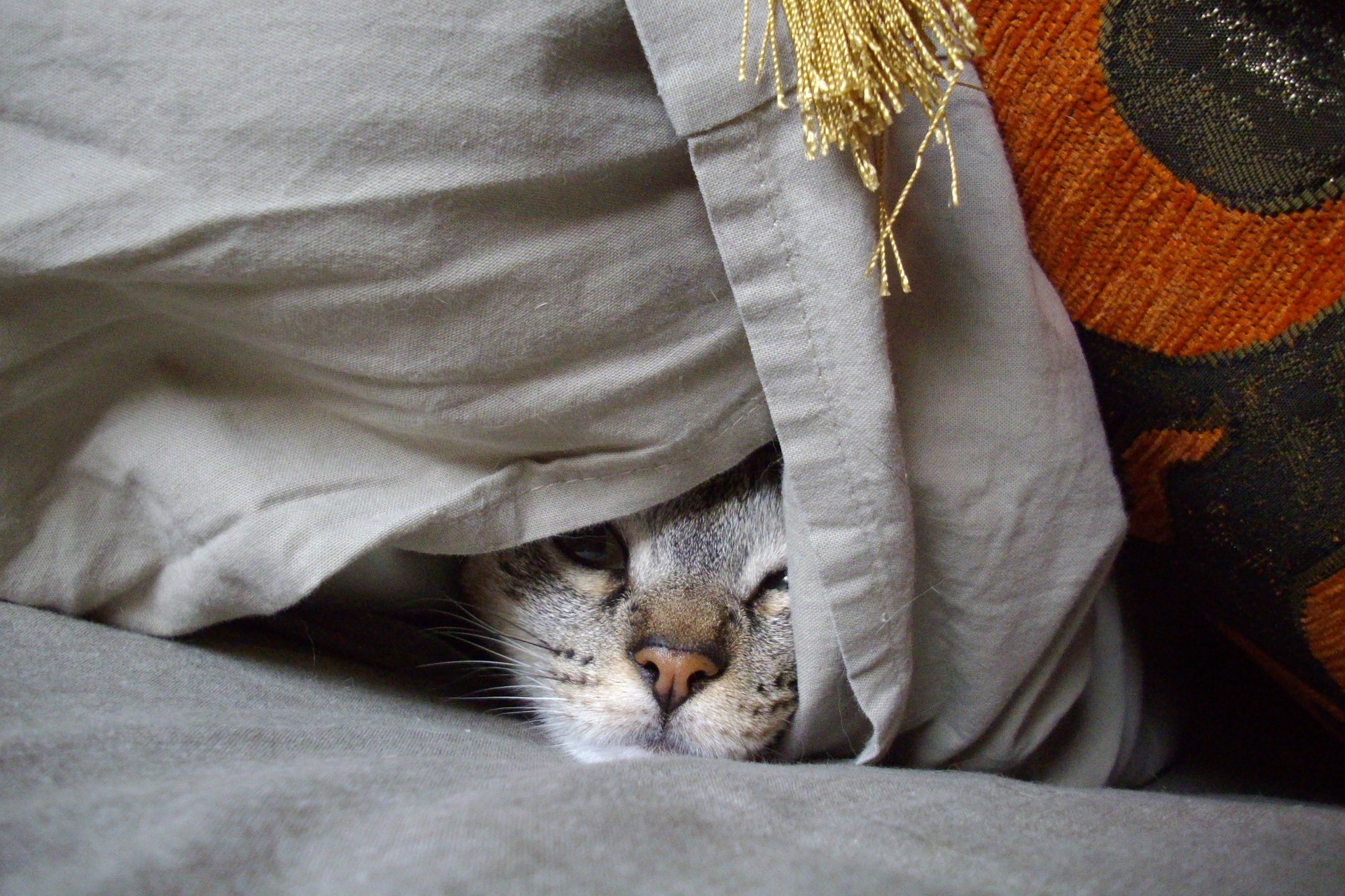 Katze Versteck