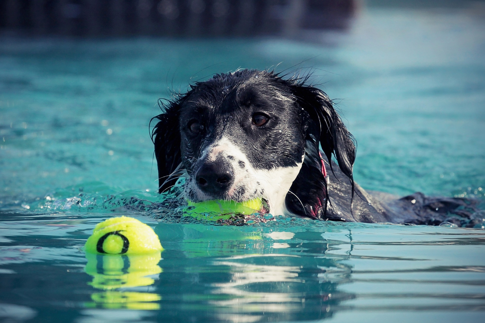 Hund Im Wasser